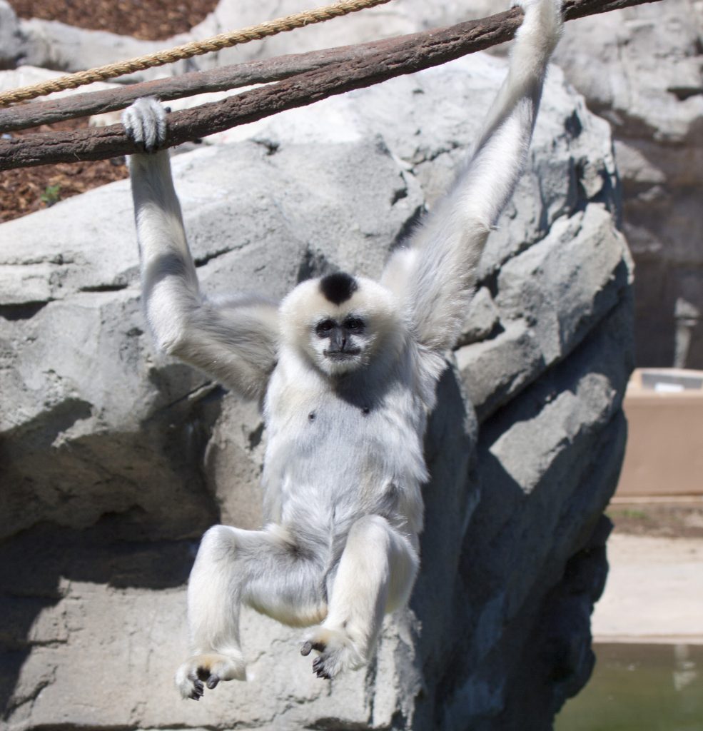 Northern White cheeked Gibbon Denver Zoo northern-white-cheeked-gibbon-denver-zoo