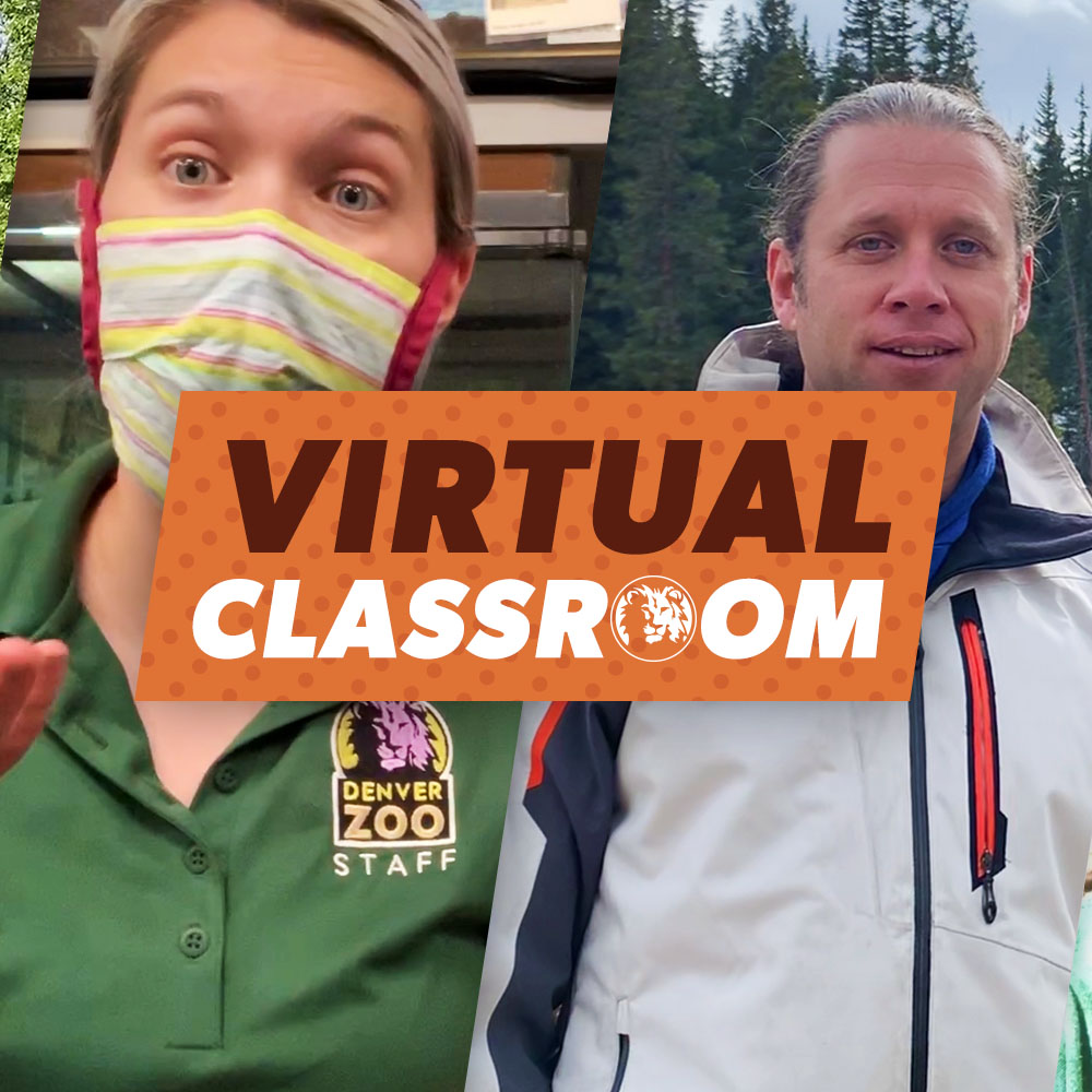 virtual-classroom-zoo-challenge-denver-zoo