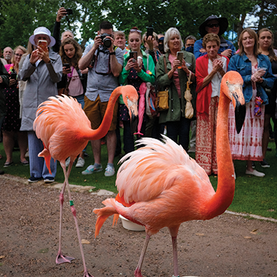 flamingowalk