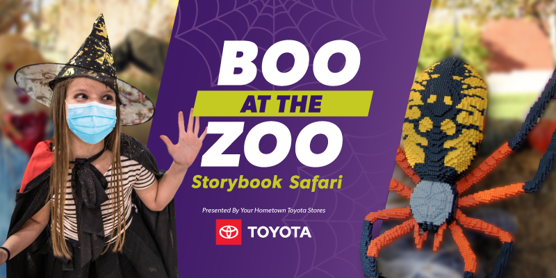 Boo-Email2-800x400 Boo-Email2-800x400