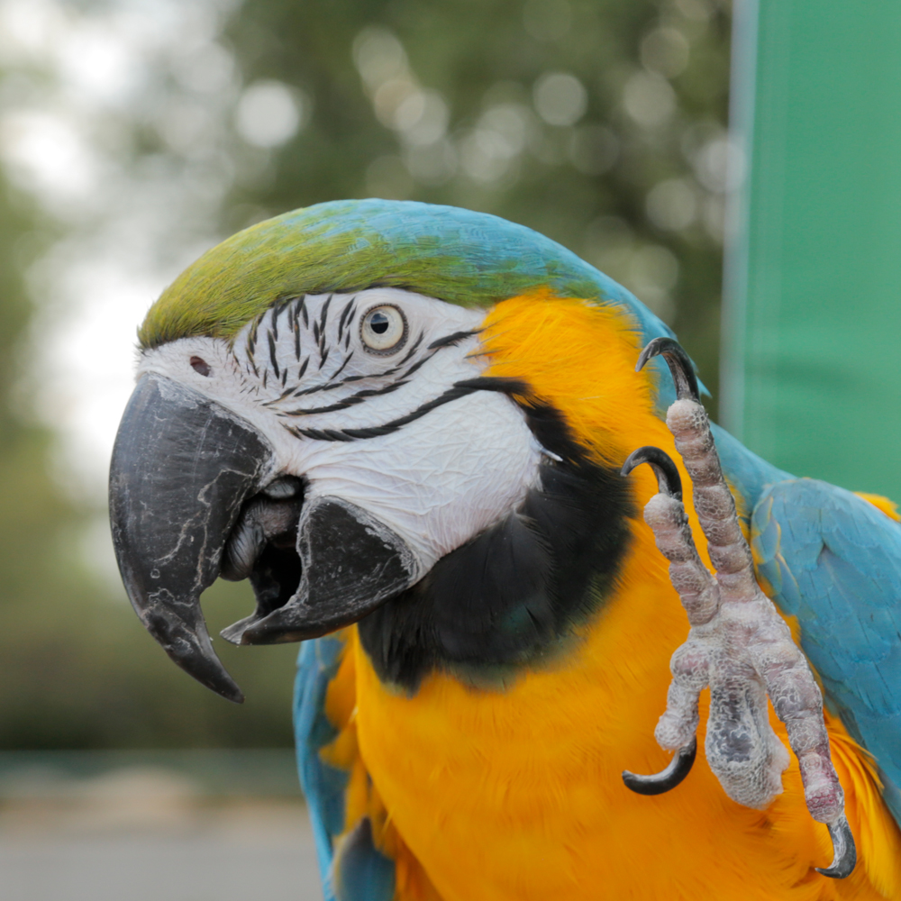 UpClose Look Parrots Denver Zoo