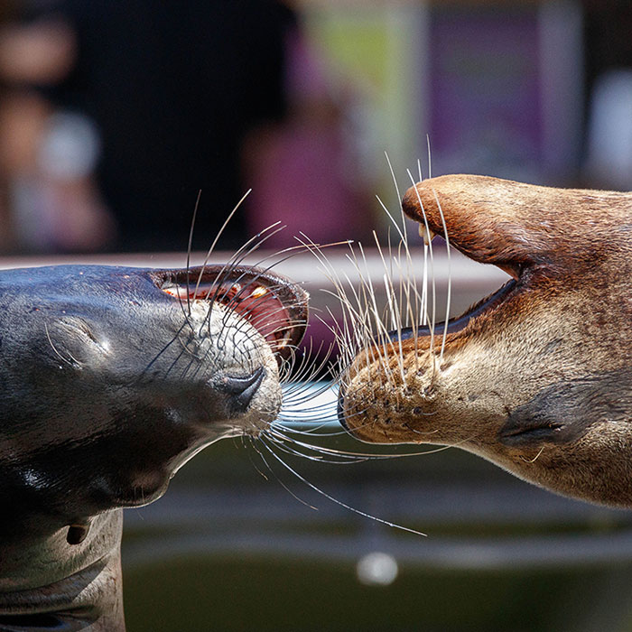 sea lions playing with each other