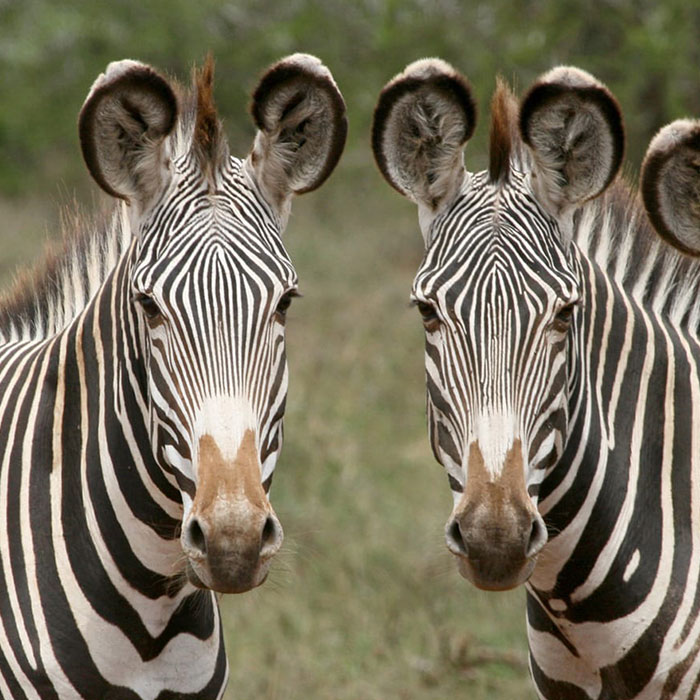 a dazzle of zebras