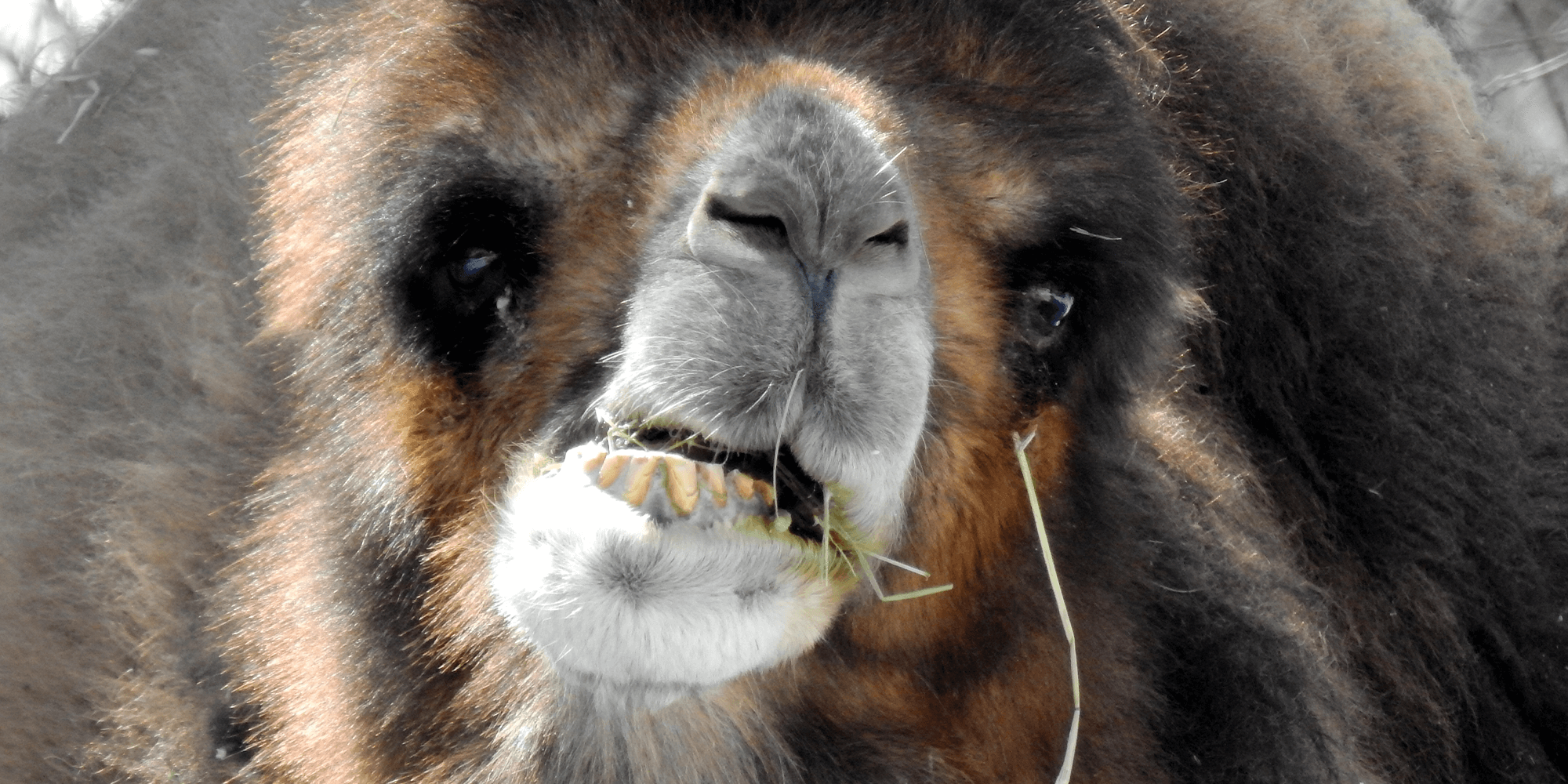 Camel-Hero camel