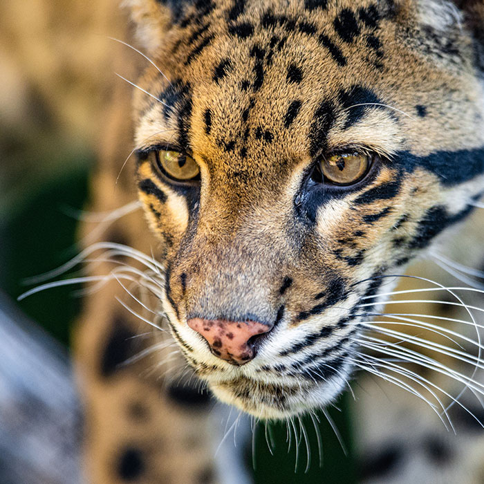clouded leopard staring out