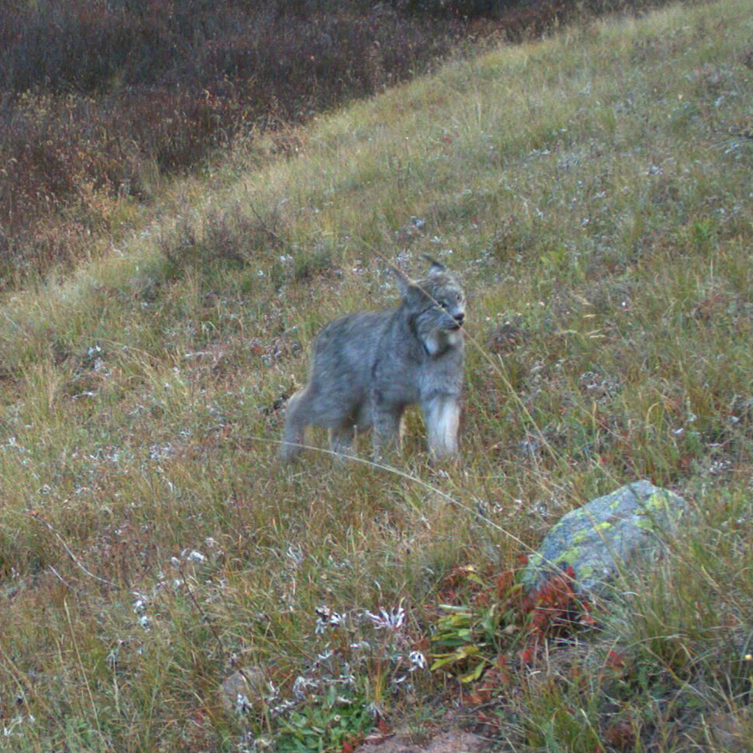 Safe Passage for Local Wildlife