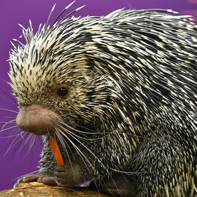 porcupine2 porcupine