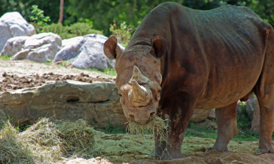 black rhino eating