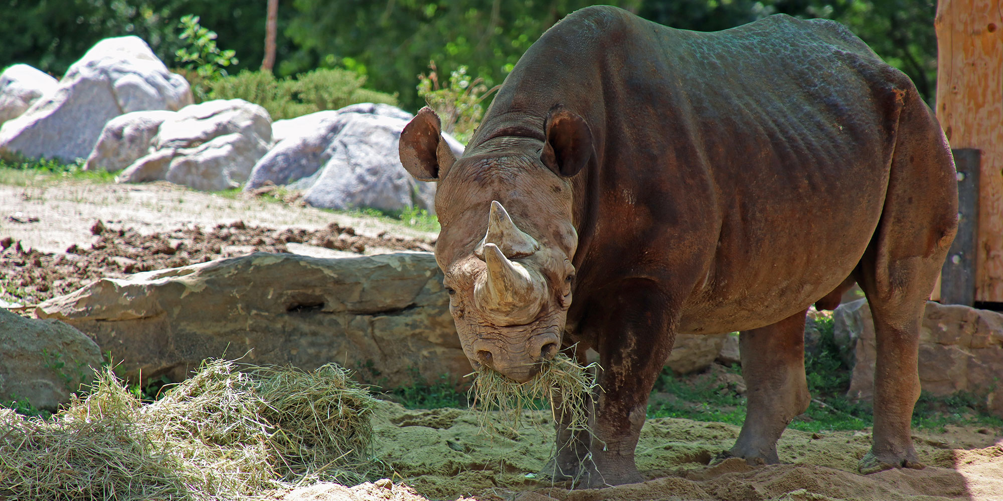Rallying for Rhinos: The Power of Global Conservation Alliances