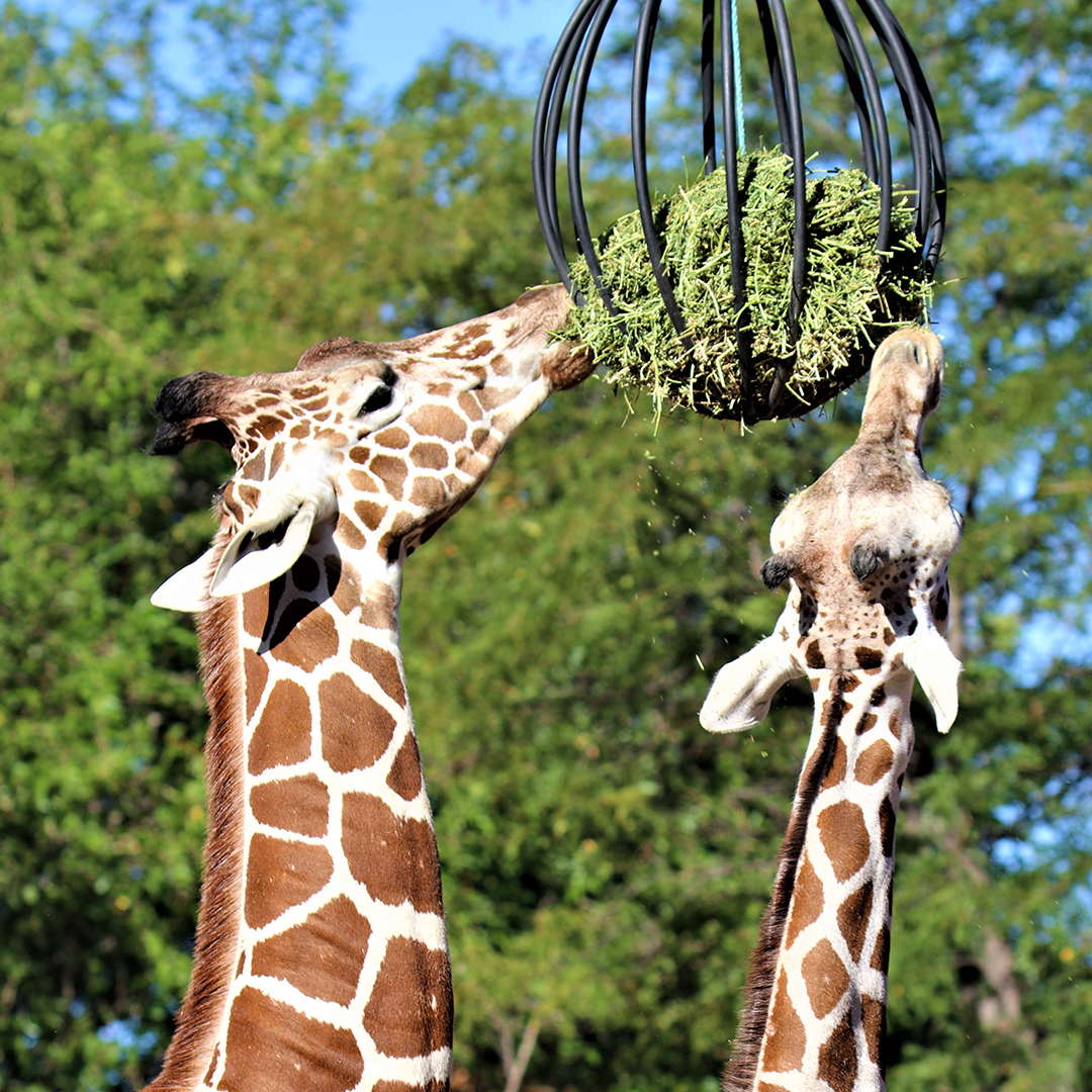 denver-zootrition-denver-zoo