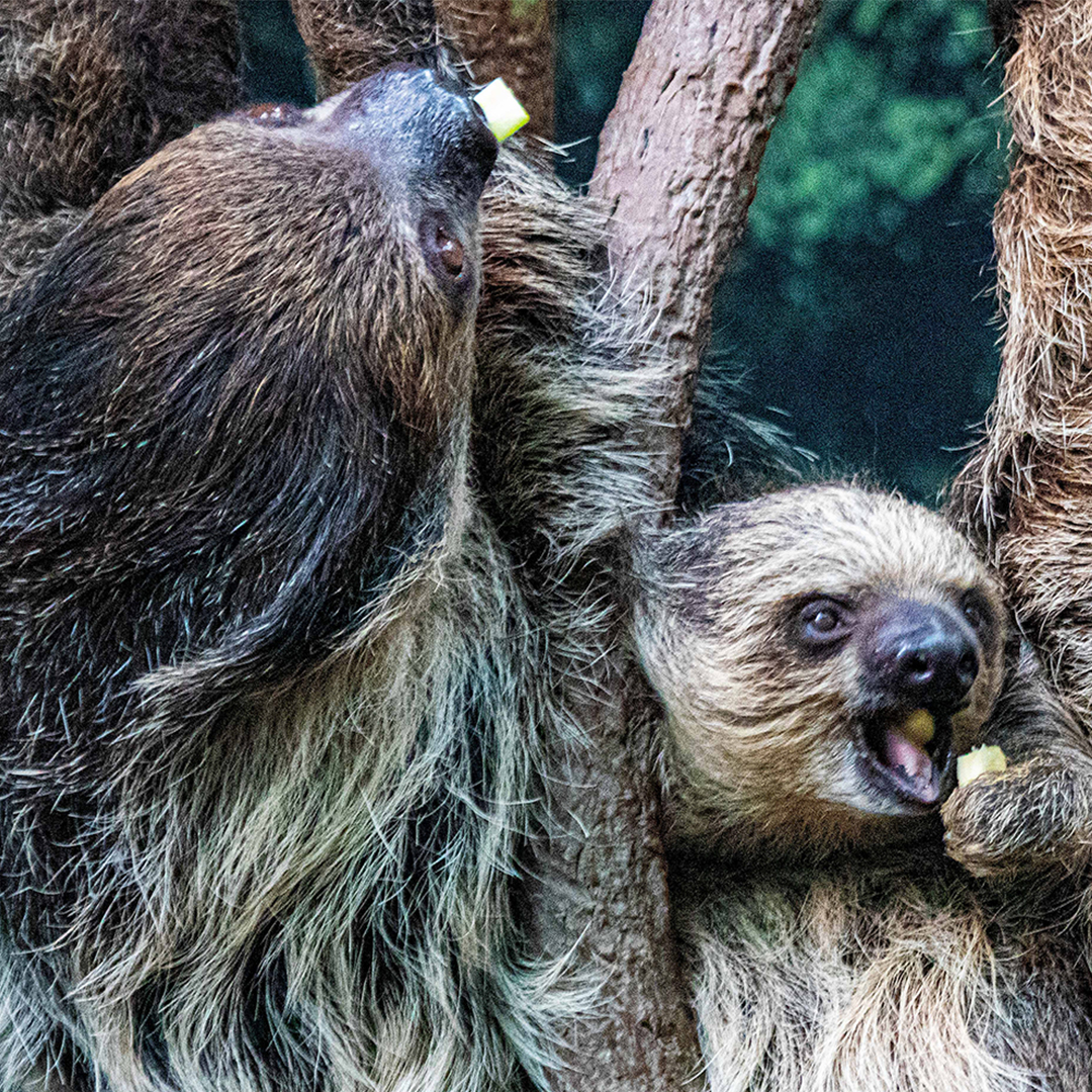 sloth with human teeth