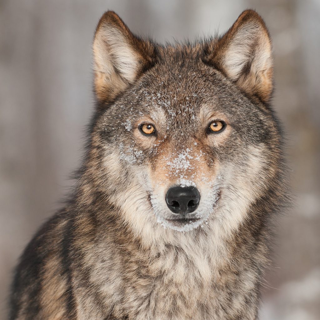 are wolves smarter than dogs