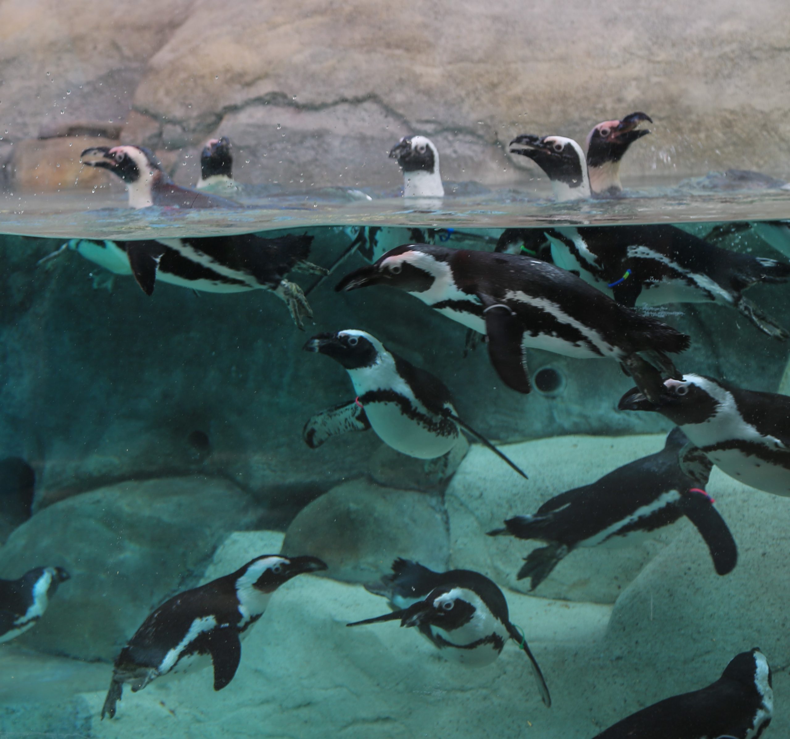 African (Black-Footed) Penguin - Denver Zoo