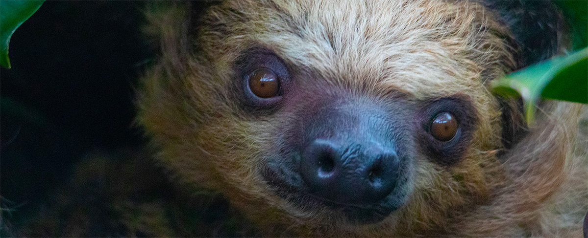 Palm Oil | Sloth