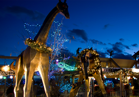 Corporate Events Evening | Zoo Lights