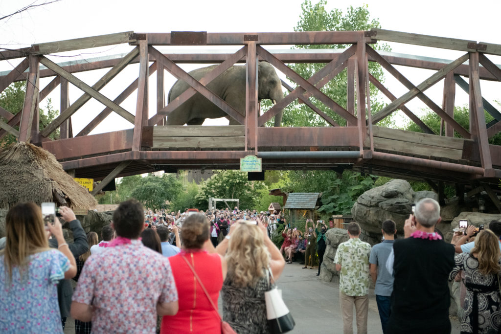 Flock Party at the Denver Zoo.  Photo by Ellen Jaskol. Sept 12, 2020.