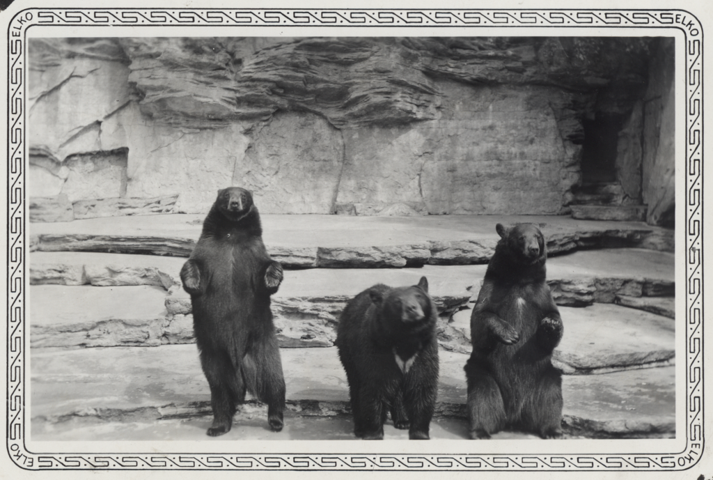 Historic Bears