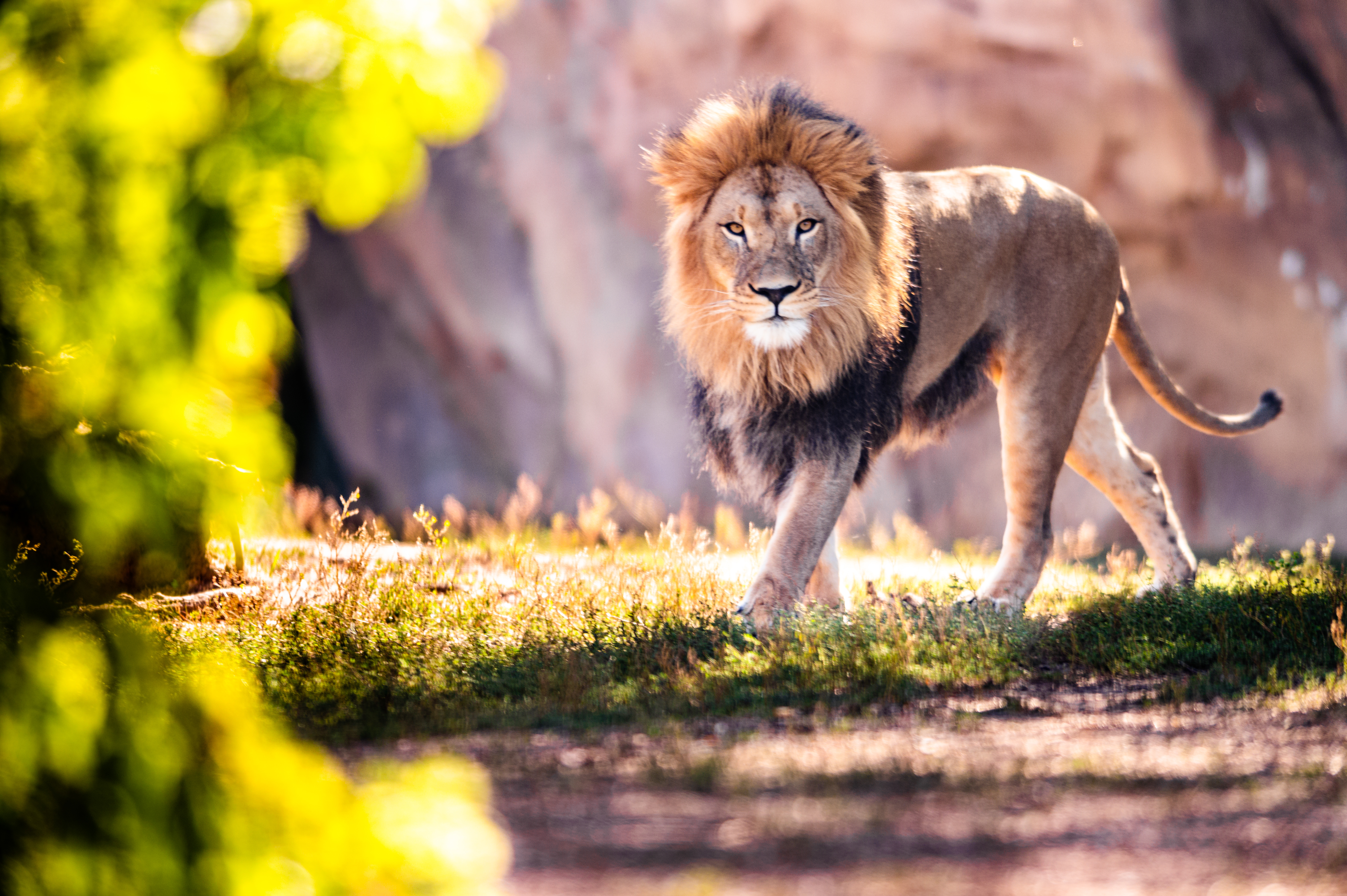 African Lion - Denver Zoo