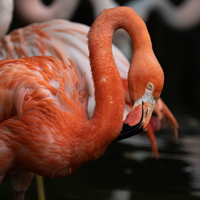 FlamingosFeature