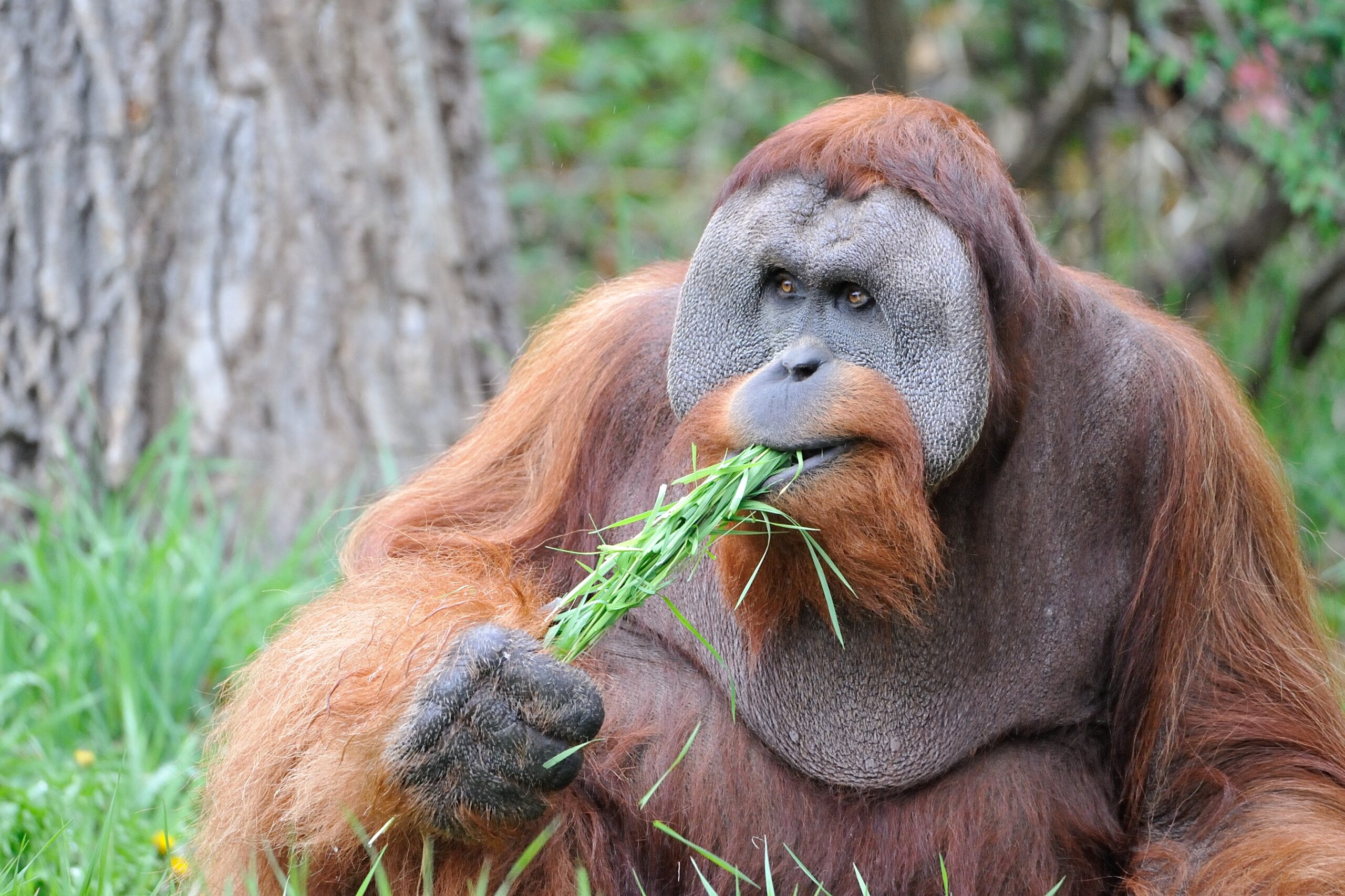 Feast on This: Innovative Care for Sumatran Orangutans