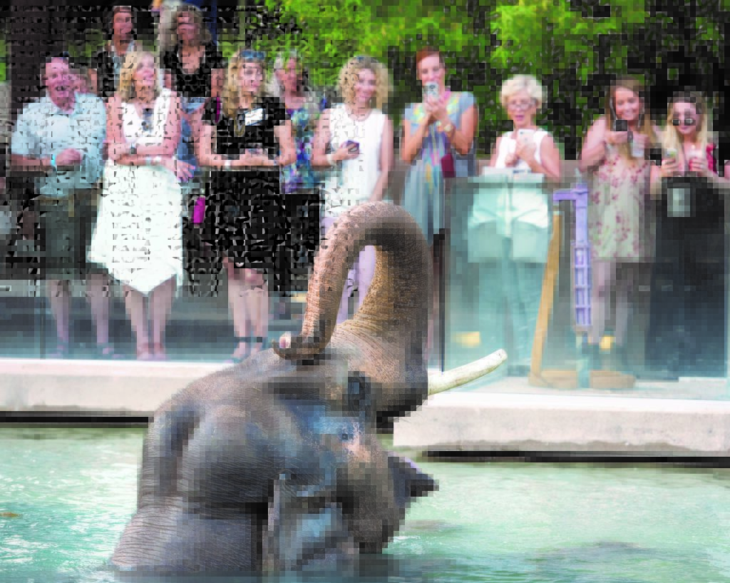 After Hours Events - Denver Zoo