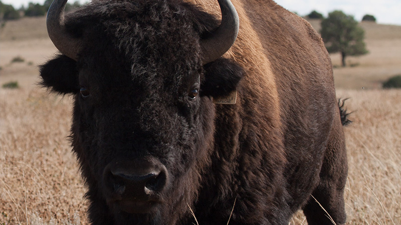 2021 Annual Report | Field Conservation | American Bison