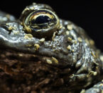 2021 Annual Report | Field Conservation | BorealToad