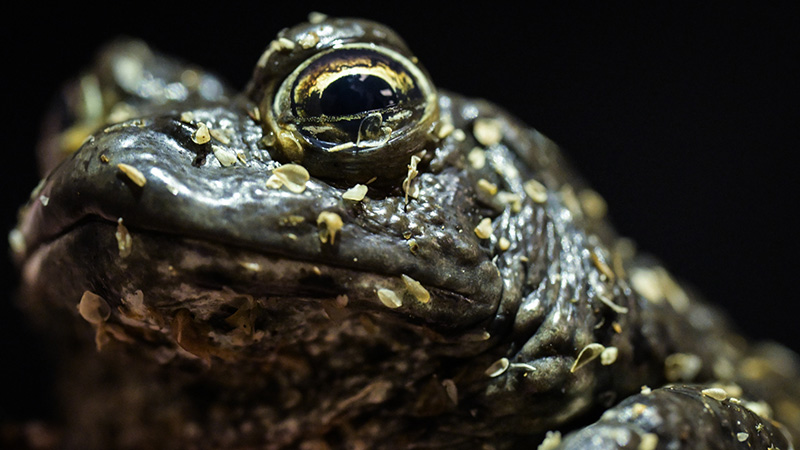 2021 Annual Report | Field Conservation | BorealToad