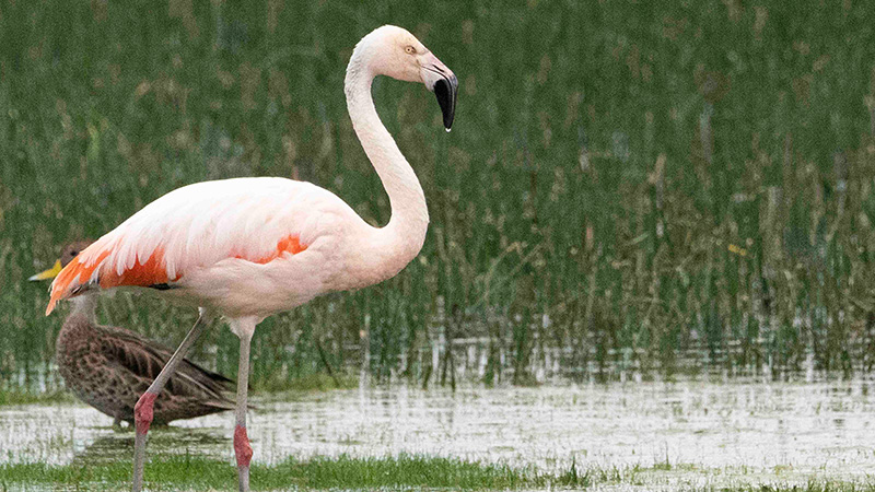 2021 Annual Report | Field Conservation | Chilean Flamingo