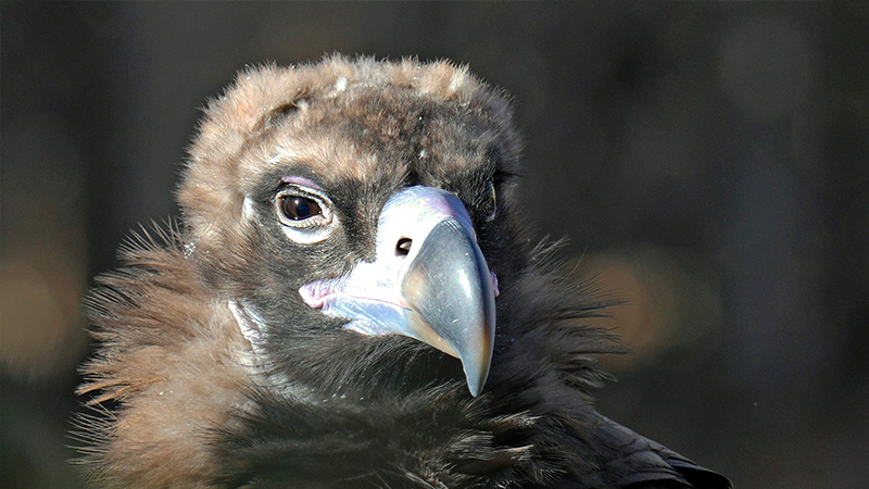 2021 Annual Report | Field Conservation | Cinereous Vulture