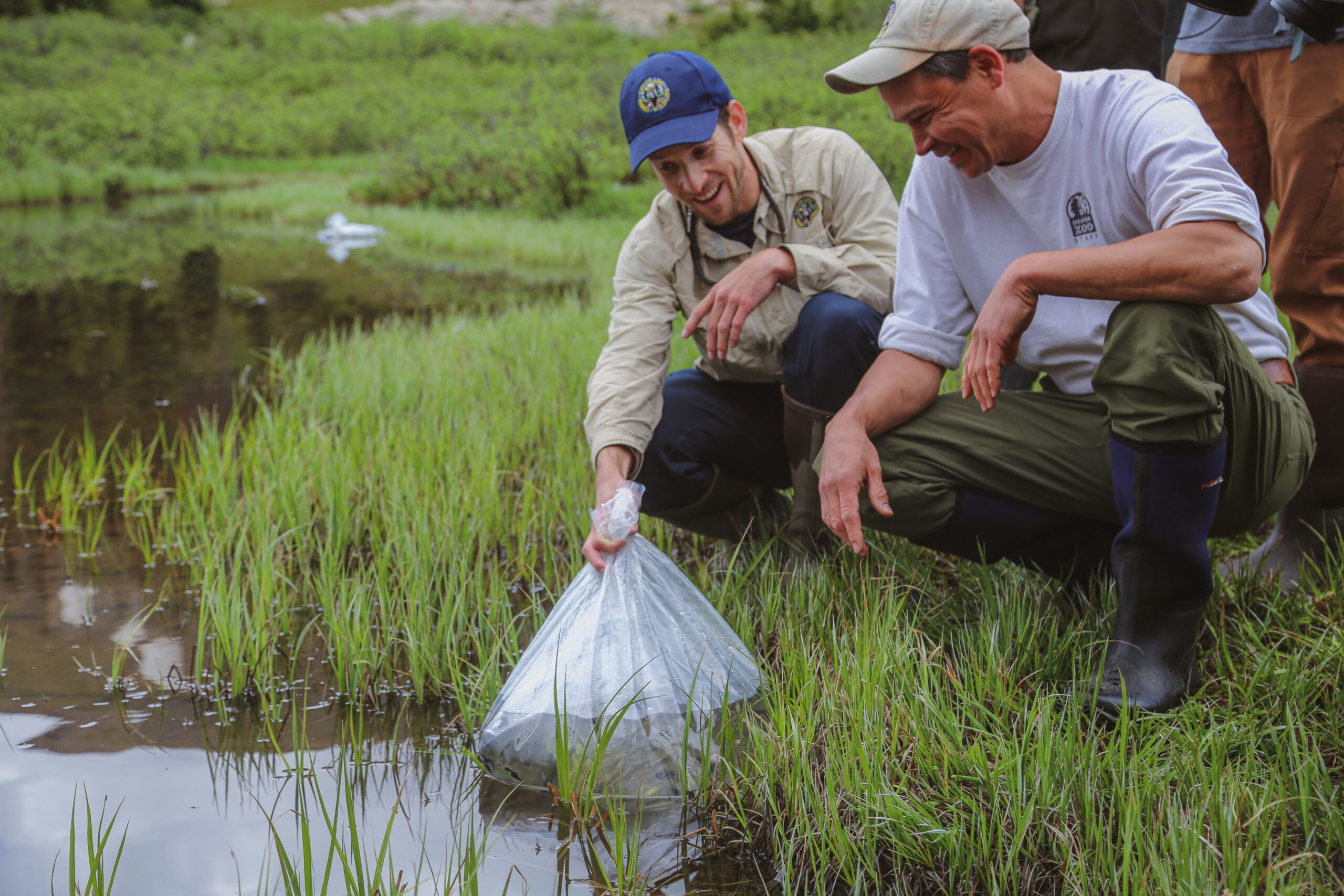 FieldConservation_BorealToadRelease_Borellis_220628_036