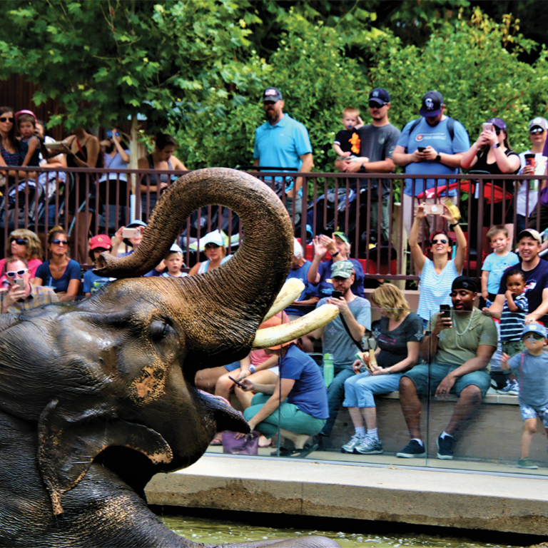 Membership FAQs Denver Zoo