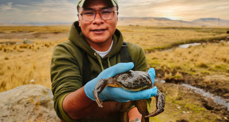 Henry holding a Lake Junin Frog