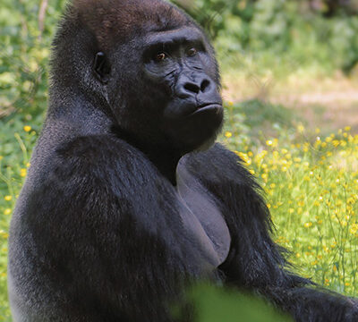 Western Lowland Gorilla - Denver Zoo