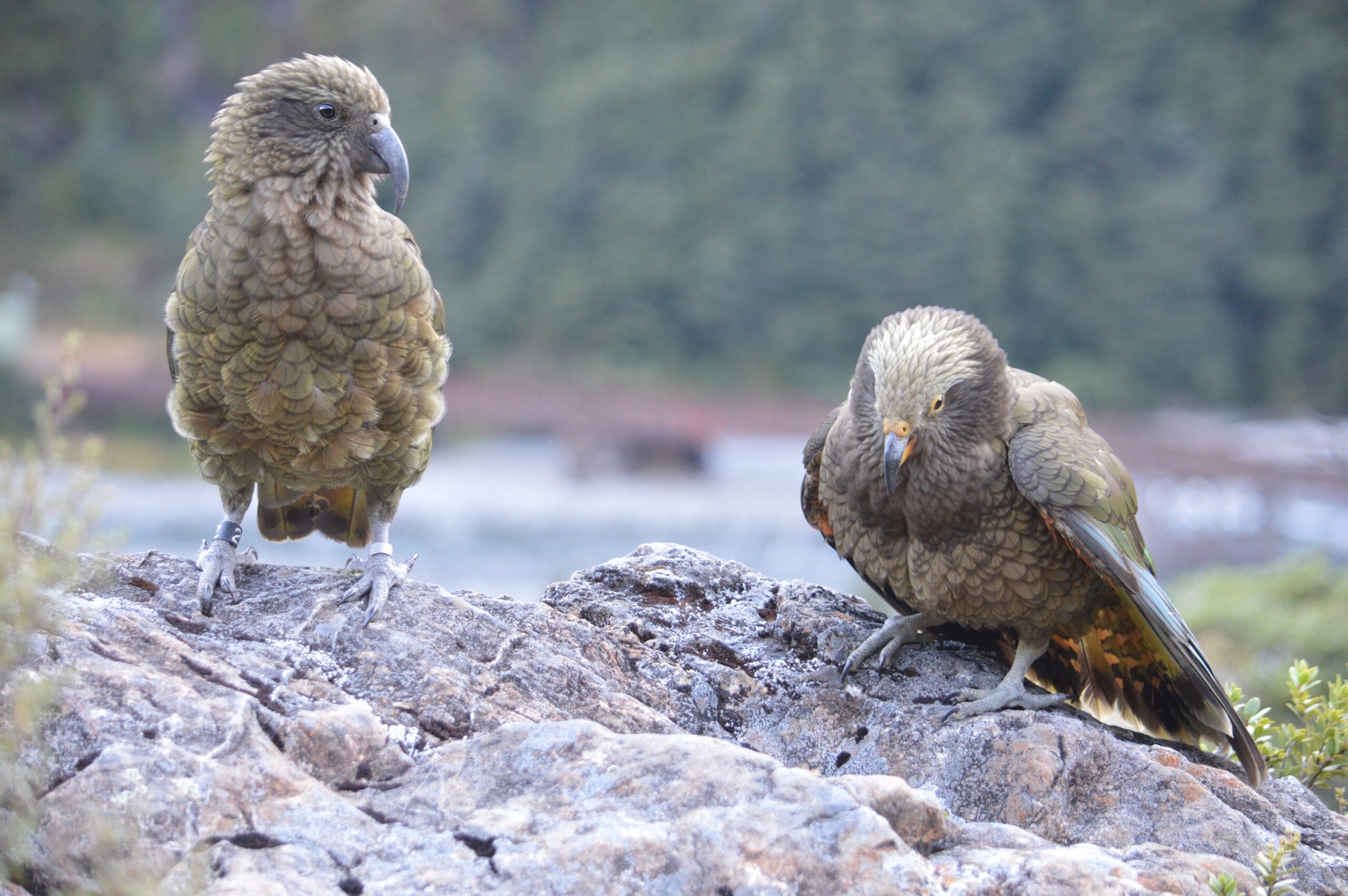 This photo features an Adult Kea on the left, identified by the lack of color on its face. The kea on the right is a juvenile, identified by the yellow on its eyes/beak and light feathers on the head
