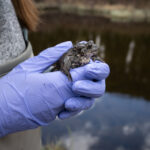 A wild toad is held in gloved hands just before it's swabbed for chytrid fungus