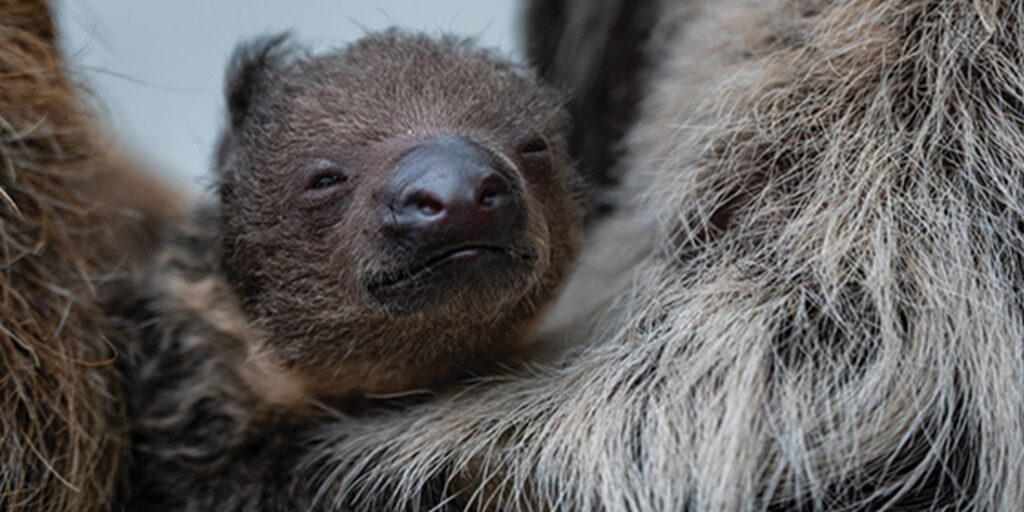 Support - Denver Zoo