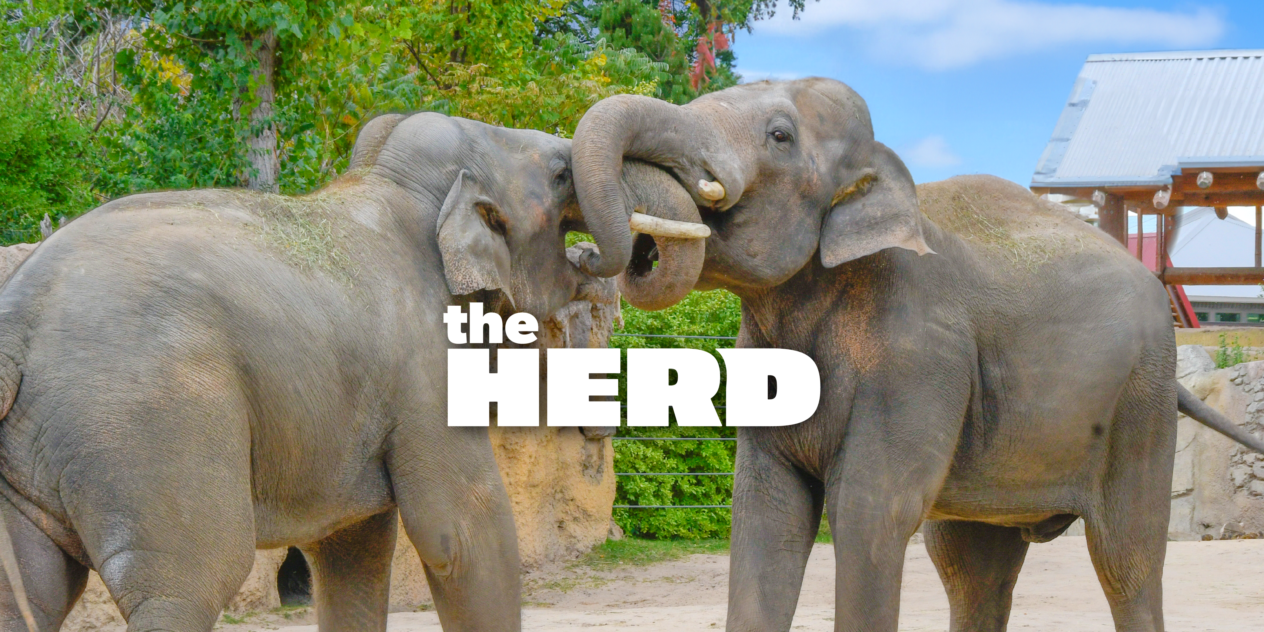 The Herd