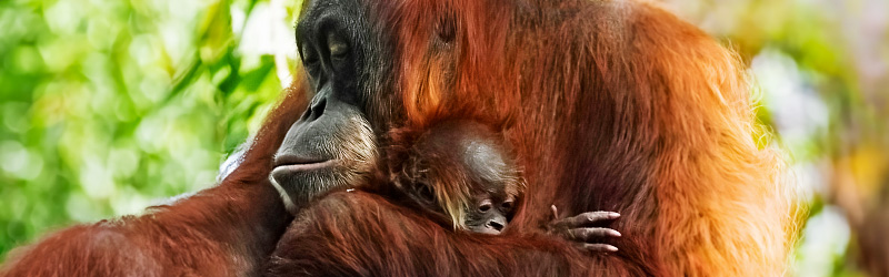 Siska the baby Orangutan