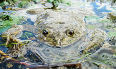 Junin Frog Underwater - Hero