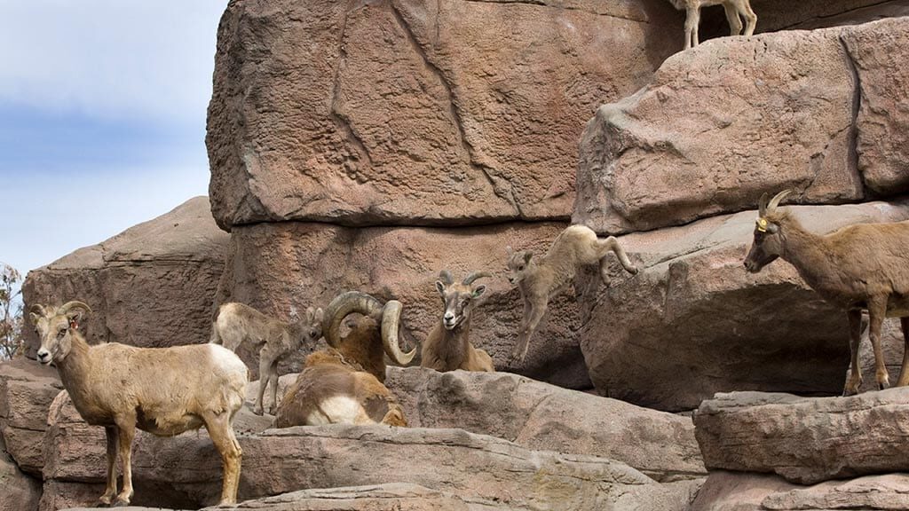 bighorn sheep on the side of mountain