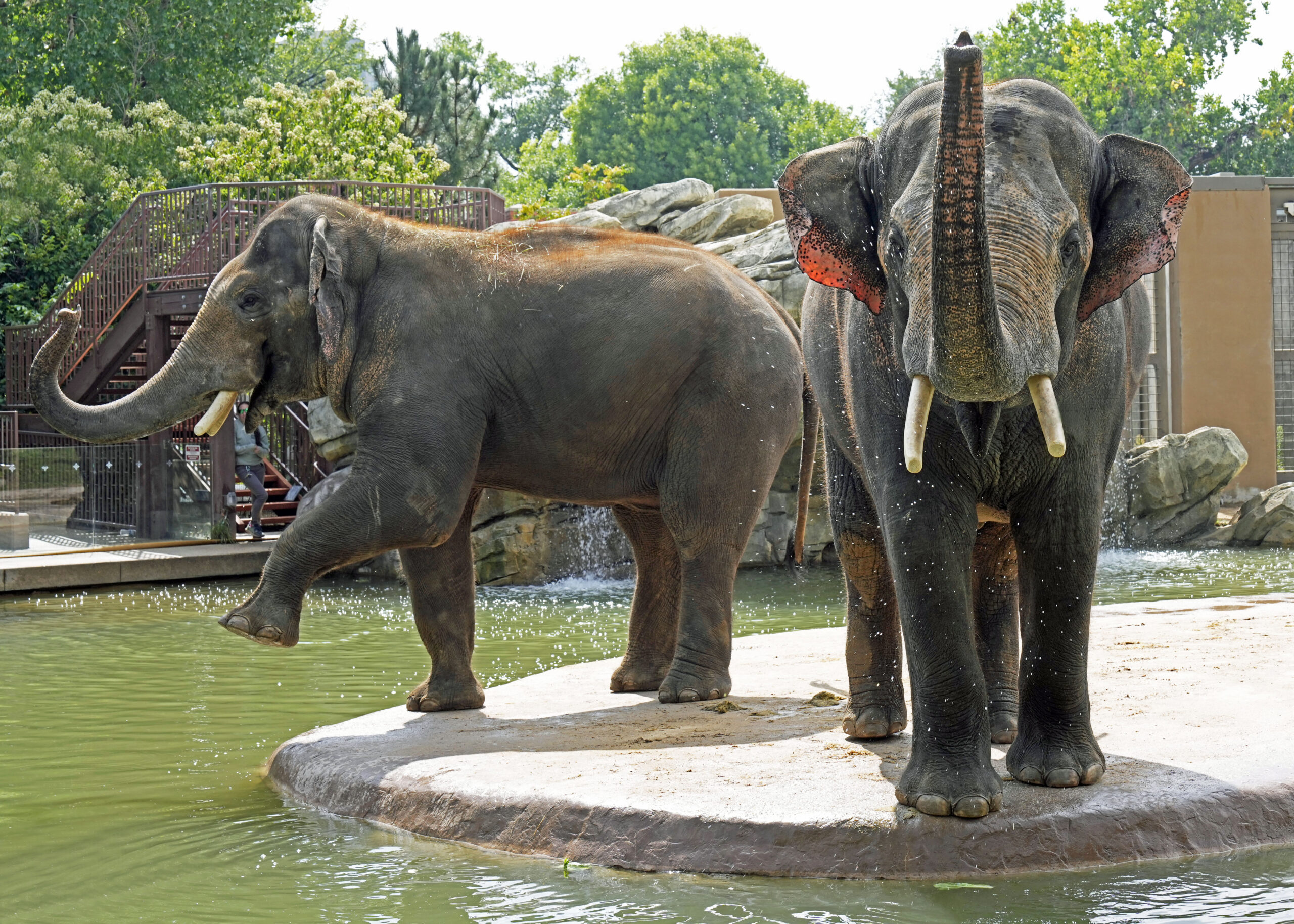 Supporting and Celebrating Asian Elephants 