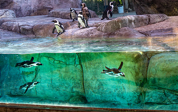 Penguins swimming