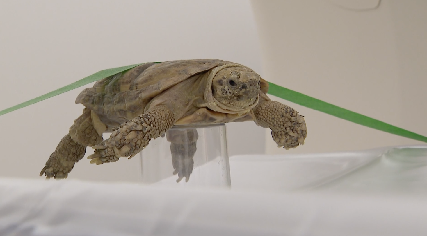 DZCA Helps Launch Wildlife Radiology Database