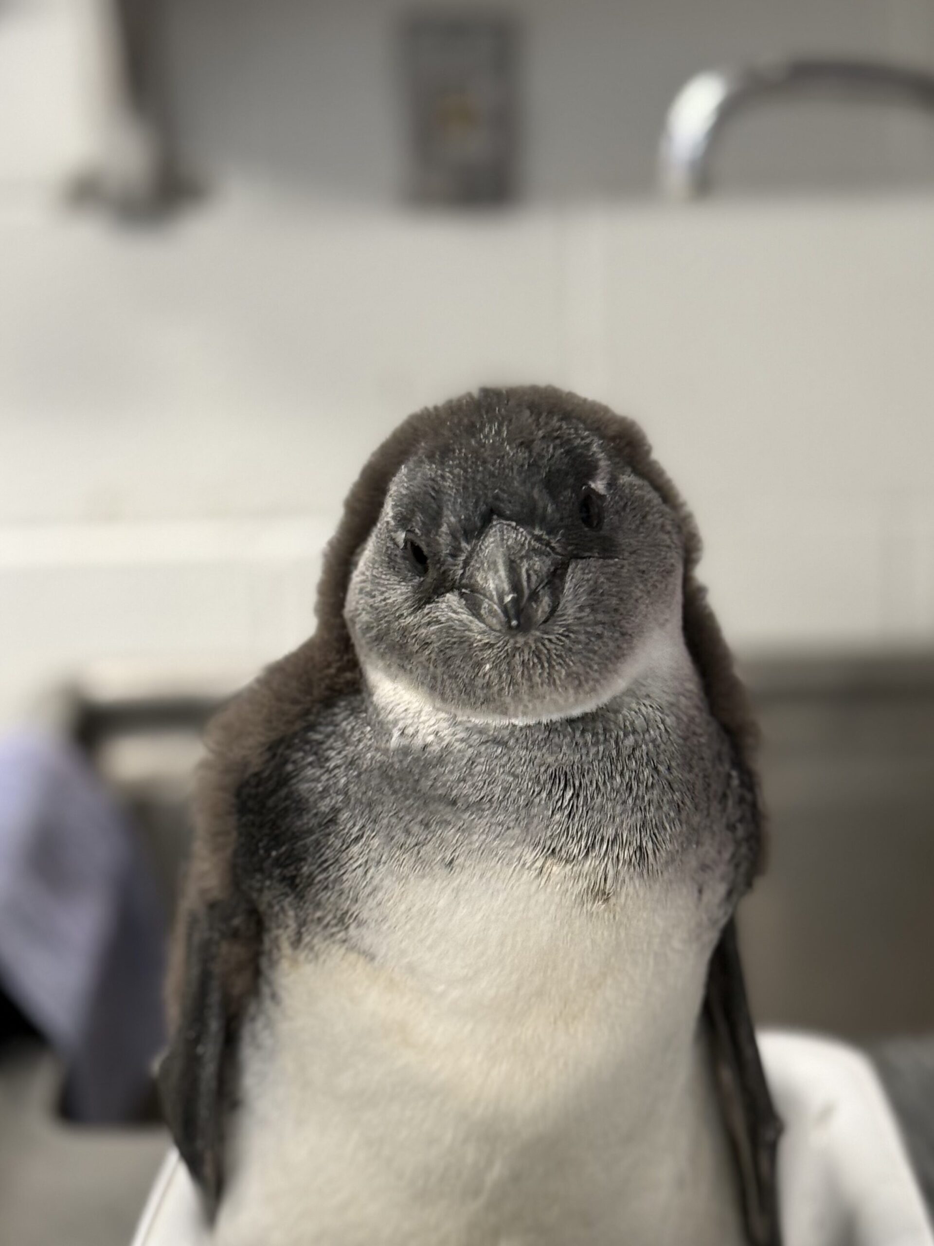 An Adorable Win for African Penguins