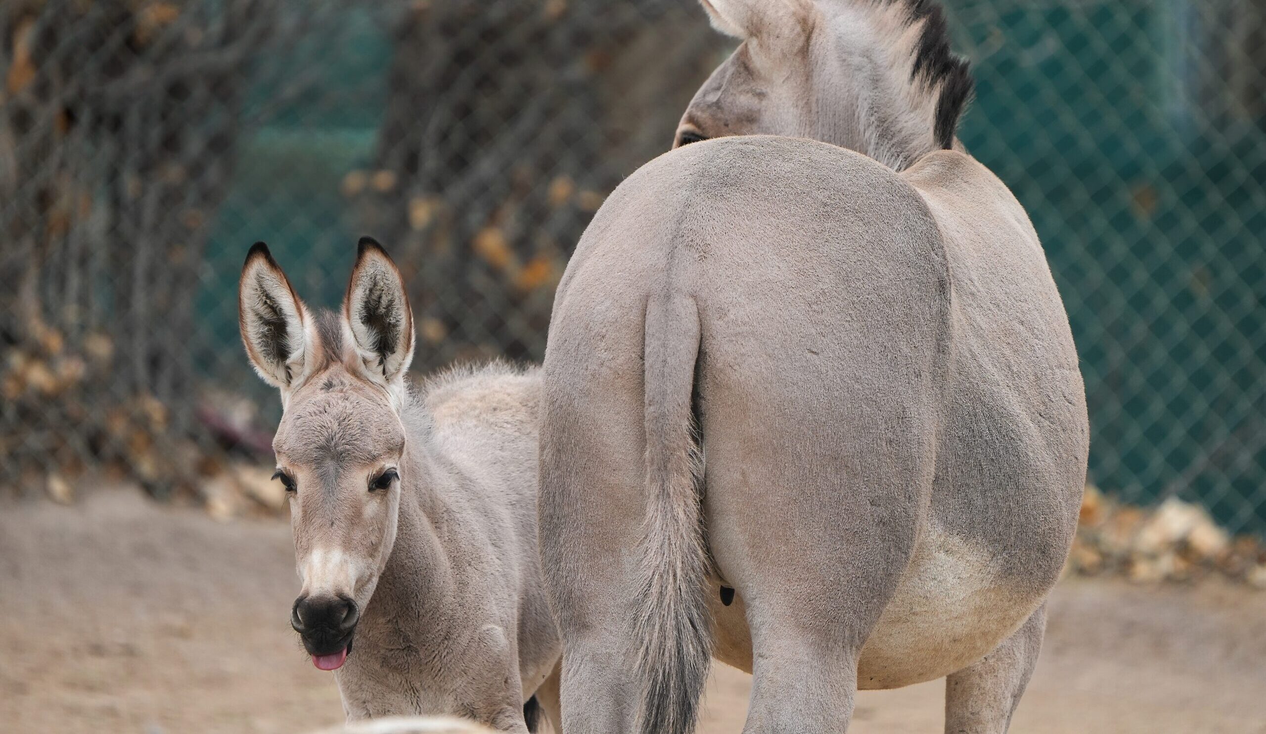 DZCA Welcomes First Somali Wild Ass Foal