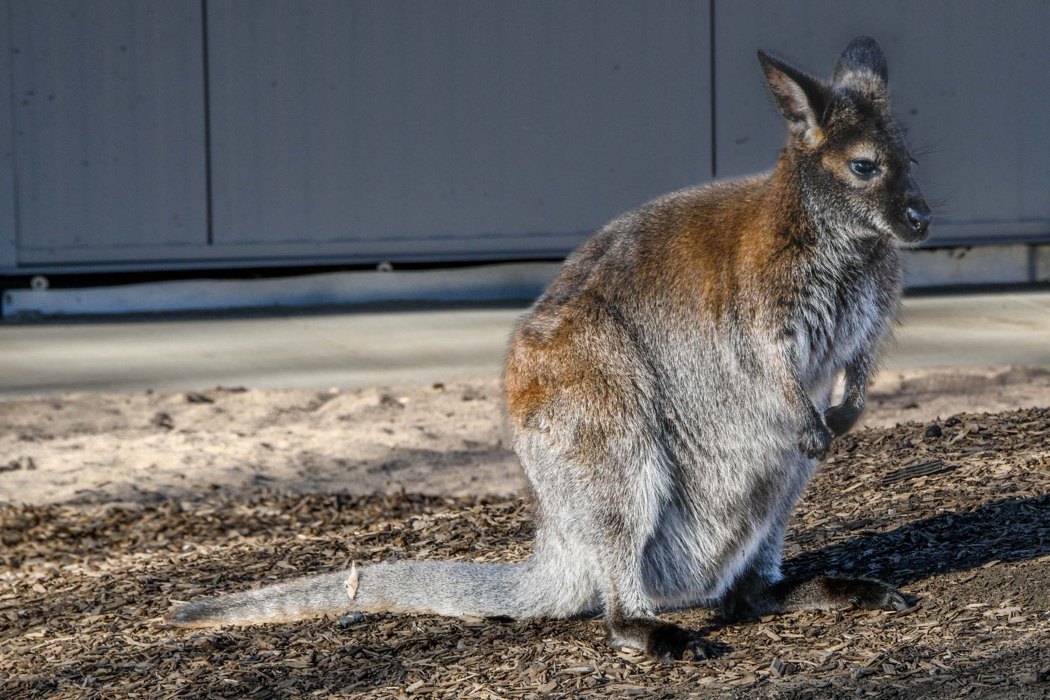 Say G’Day! DZCA Welcomes First Joey Born in Down Under  