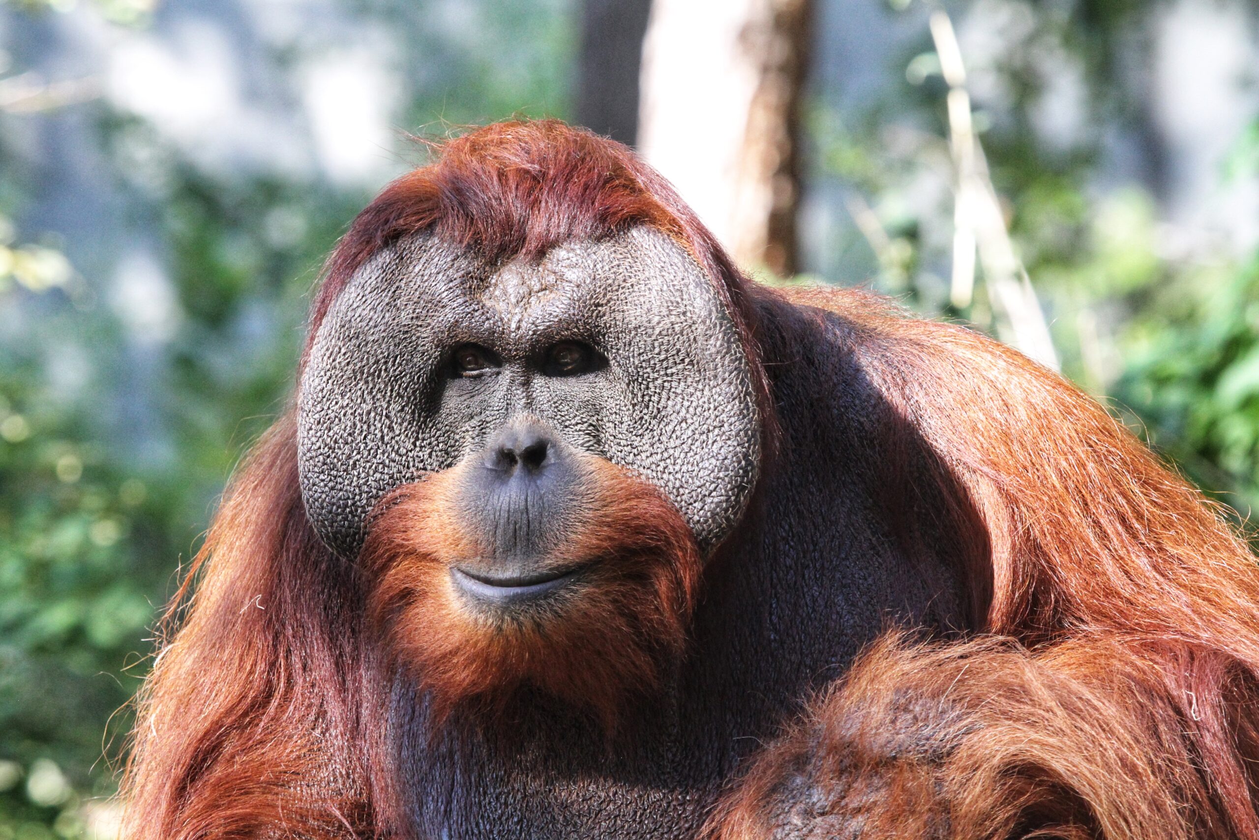 Caring for Sumatran Orangutan Berani Through Kidney Disease