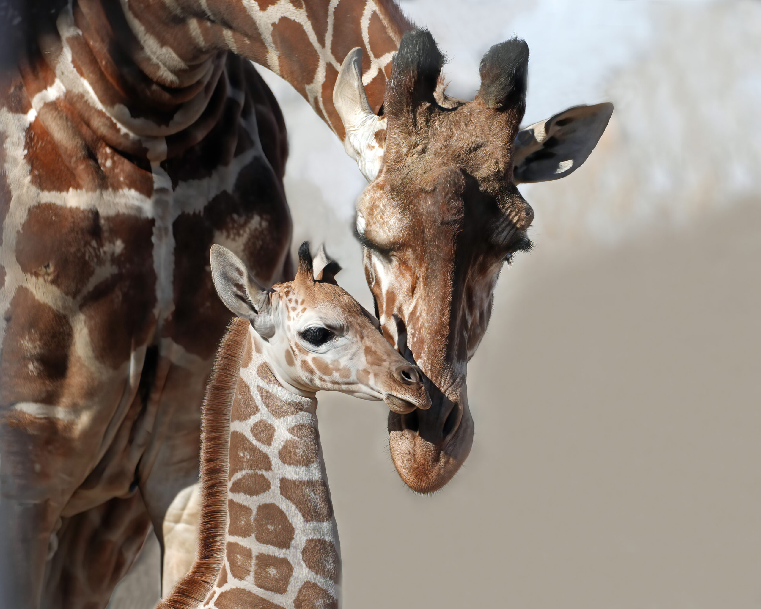 DZCA’s Baby Boom: Meet Our Newest Arrivals 
