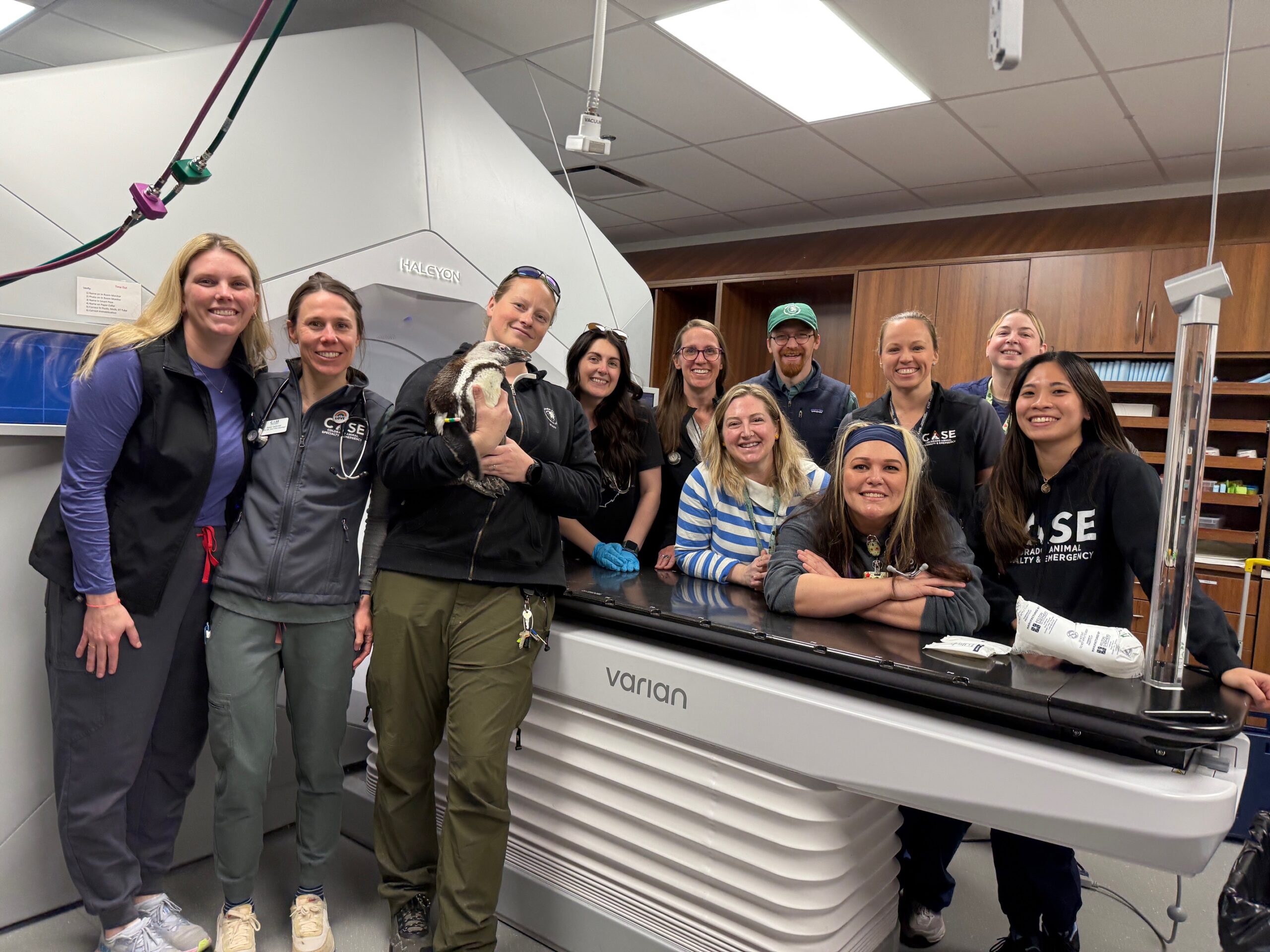 Collaborative Cancer Care for African Penguin, Keni
